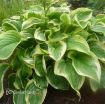 Picture of Hosta 'Fragrant Dream' - One Quart Pot Hostas
