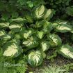 Picture of Hosta 'Great Expectations'  - One Quart Pot Hostas