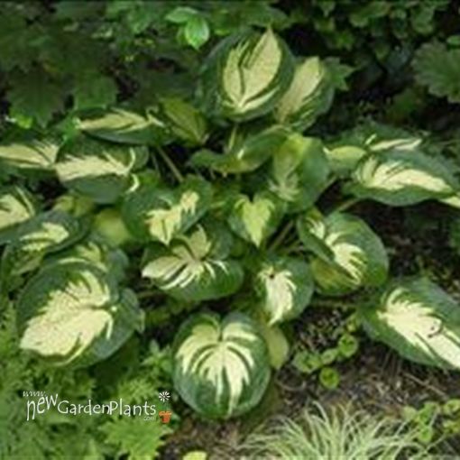 Picture of Hosta 'Great Expectations'  - One Quart Pot Hostas