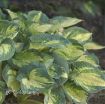 Picture of Hosta 'Great Expectations'  - One Quart Pot Hostas