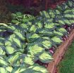 Picture of Hosta 'Great Expectations'  - One Quart Pot Hostas