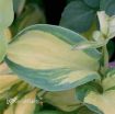 Picture of Hosta 'Great Expectations'  - One Quart Pot Hostas