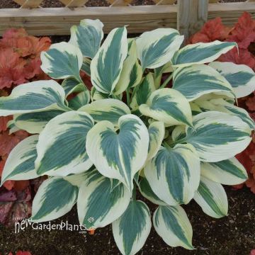 Hosta 'White Feather' - One Quart Pot Hostas. New Garden Plants