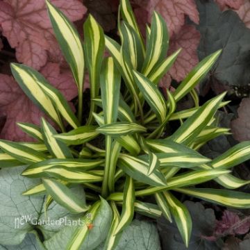 Hosta ‘Albo Marginata’ | White Variegated Hosta for Shade. New Garden ...