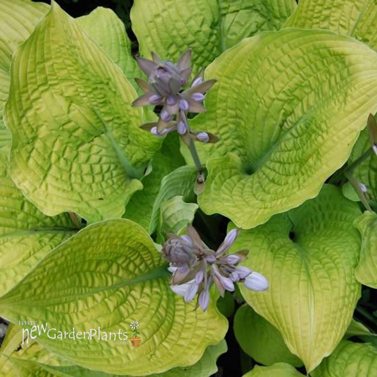 Hosta 'Coast to Coast' Proven Winers PP26469 CPBRAF SHADOWLAND ...