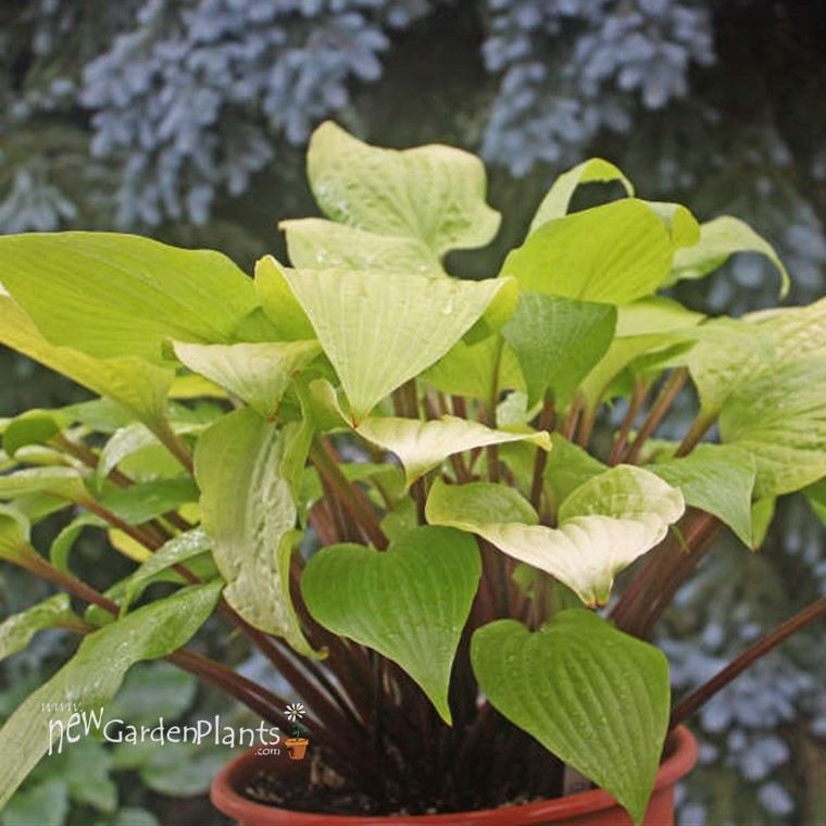 Hosta 'Designer Genes' - One Quart Pot Hostas. New Garden Plants