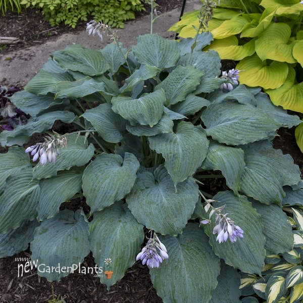 Hosta 'Diamond Lake' SHADOWLAND Collection - One Quart Pot Hostas. New ...