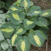 Picture of Hosta 'Dream Weaver' - One Quart Pot Hostas