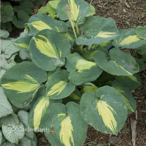 Picture of Hosta 'Dream Weaver' - One Quart Pot Hostas