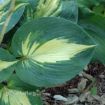 Picture of Hosta 'Dream Weaver' - One Quart Pot Hostas