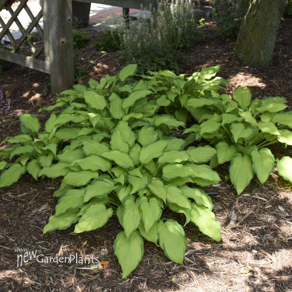 Hosta 'First Dance' PPAF - One Quart Pot Hostas. New Garden Plants