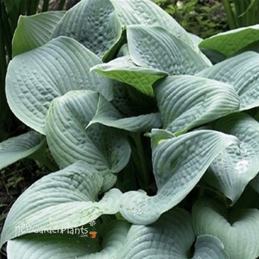Picture of Hosta 'Fragrant Blue' - One Quart Pot Hostas