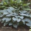 Picture of Hosta 'Halcyon' - One Quart Pot Hostas