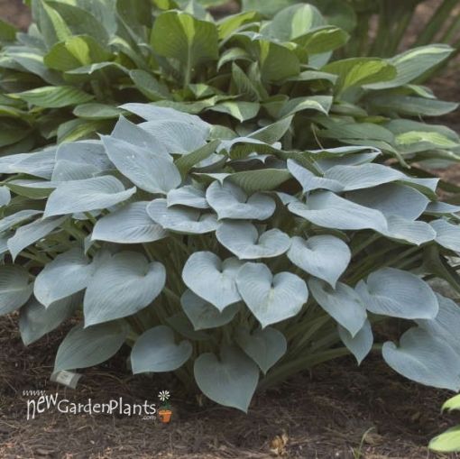 Picture of Hosta 'Halcyon' - One Quart Pot Hostas