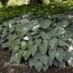 Picture of Hosta 'Halcyon' - One Quart Pot Hostas