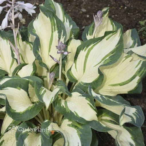 Hosta 'Hans' - One Quart Pot Hostas. New Garden Plants