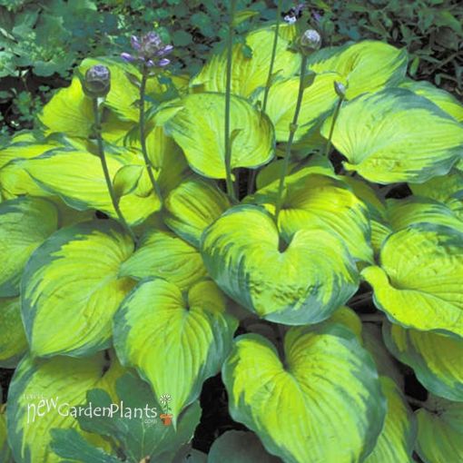 Picture of Hosta 'Old Glory' - One Quart Pot Hostas