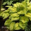 Picture of Hosta 'Old Glory' - One Quart Pot Hostas