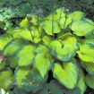 Picture of Hosta 'Old Glory' - One Quart Pot Hostas