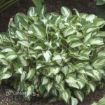 Picture of Hosta 'Pandora's Box' - One Quart Pot Hostas