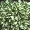 Picture of Hosta 'Pandora's Box' - One Quart Pot Hostas