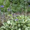 Picture of Hosta 'Pandora's Box' - One Quart Pot Hostas