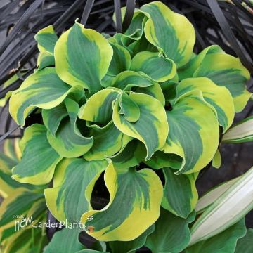 Hosta 'White Feather' - One Quart Pot Hostas. New Garden Plants