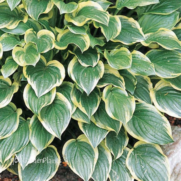 Hosta 'So Sweet' - One Quart Pot Hostas. New Garden Plants