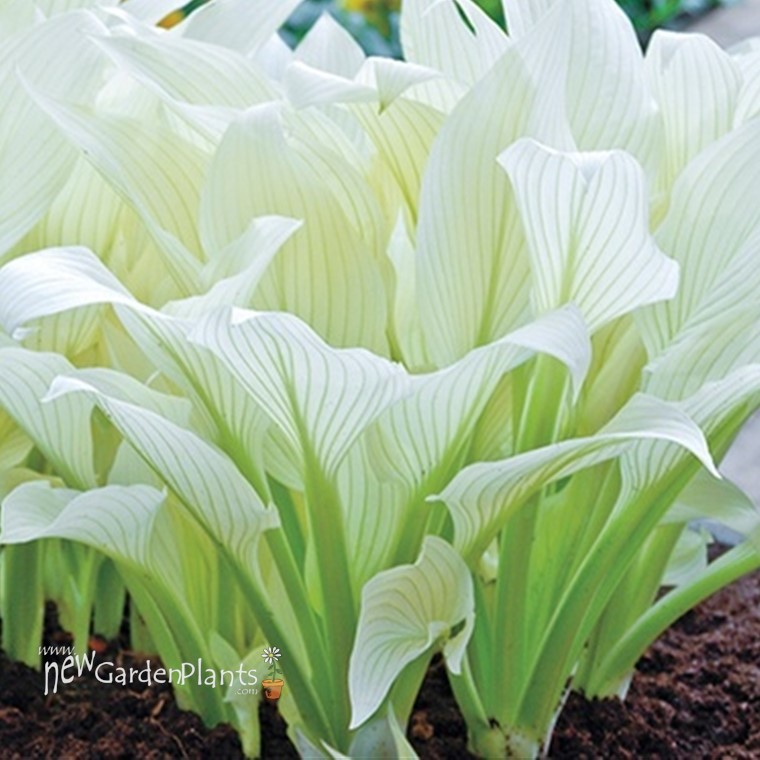 Hosta 'White Feather' - One Quart Pot Hostas. New Garden Plants