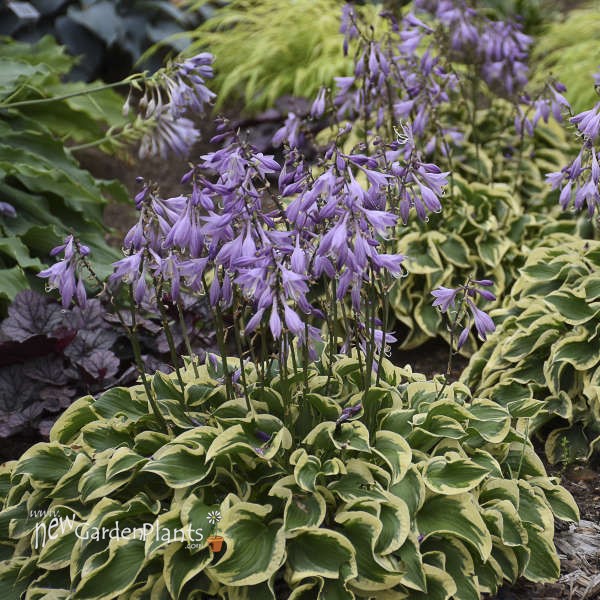 Hosta 'Wrinkle in Time' PP29456 - One Quart Pot Hostas. New Garden Plants