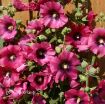 Picture of Alcea 'Halo Cerise' Hollyhock - One Quart Pot