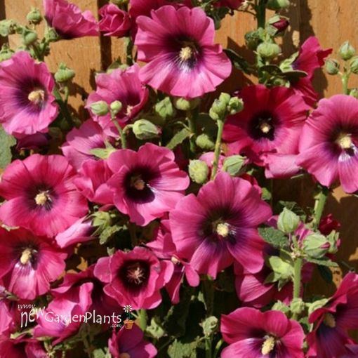 Picture of Alcea 'Halo Cerise' Hollyhock - One Quart Pot