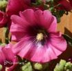 Picture of Alcea 'Halo Cerise' Hollyhock - One Quart Pot