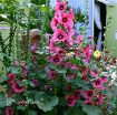 Picture of Alcea 'Halo Cerise' Hollyhock - One Quart Pot