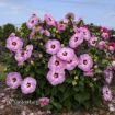 Picture of Hibiscus 'Spinderella' SUMMERIFIC® Collection Rose Mallow - One Quart Pot