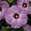 Picture of Hibiscus 'Spinderella' SUMMERIFIC® Collection Rose Mallow - One Quart Pot
