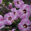 Picture of Hibiscus 'Spinderella' SUMMERIFIC® Collection Rose Mallow - One Quart Pot