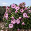 Picture of Hibiscus 'Spinderella' SUMMERIFIC® Collection Rose Mallow - One Quart Pot