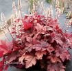 Picture of Heucherella 'Peach Tea' Foamy Bells - One Quart Pot