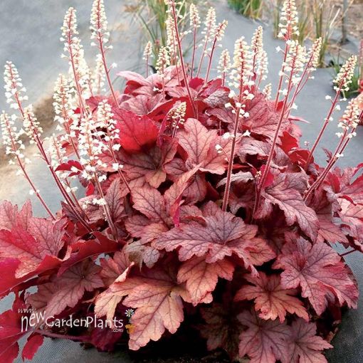Picture of Heucherella 'Peach Tea' Foamy Bells - One Quart Pot