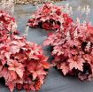 Picture of Heucherella 'Peach Tea' Foamy Bells - One Quart Pot