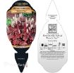 Picture of Heucherella 'Peach Tea' Foamy Bells - One Quart Pot