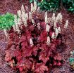 Picture of Heucherella 'Peach Tea' Foamy Bells - One Quart Pot