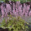 Picture of Heucherella 'Eye Spy' FUN AND GAMES® Collection Foamy Bells - One Quart Pot