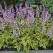 Picture of Heucherella 'Eye Spy' FUN AND GAMES® Collection Foamy Bells - One Quart Pot
