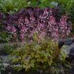 Picture of Heucherella 'Eye Spy' FUN AND GAMES® Collection Foamy Bells - One Quart Pot
