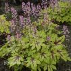 Picture of Heucherella 'Eye Spy' FUN AND GAMES® Collection Foamy Bells - One Quart Pot