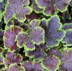 Picture of Heucherella 'Solar Eclipse' Foamy Bells - One Quart Pot