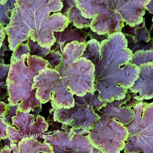 Picture of Heucherella 'Solar Eclipse' Foamy Bells - One Quart Pot