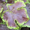 Picture of Heucherella 'Solar Eclipse' Foamy Bells - One Quart Pot